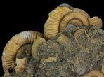 Dactylioceras Ammonite Cluster - Germany #64561-2